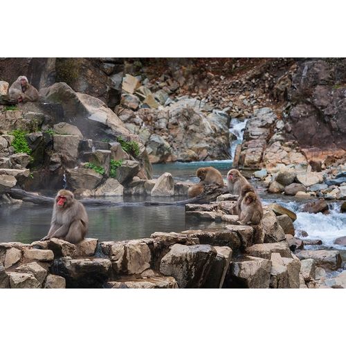 Haddad, Sheila 아티스트의 Japanese snow monkeys-macaques-sitting around the hot springs of Jigokudani Park작품입니다.